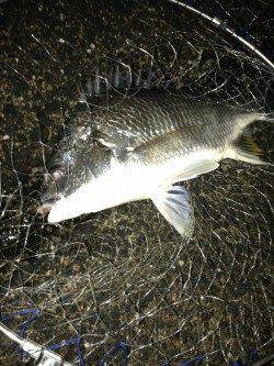 大阪南港周辺キビレタックルでキビレ〜44cm4枚&シーバス