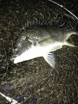 大阪南港周辺キビレタックルでキビレ〜44c…