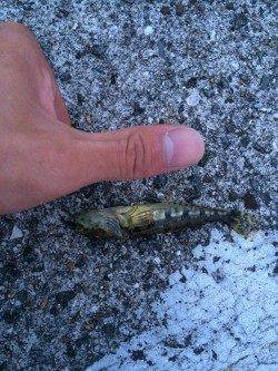 鳥取ノ荘にてライトワインド〜ハゼの猛攻でガシラのみでした