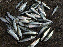 南芦屋浜で小サバ連発〜JH0.6gにかえると面白いようにヒット