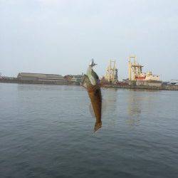 岸和田周辺釣行〜ライトワインドでハゼ爆釣