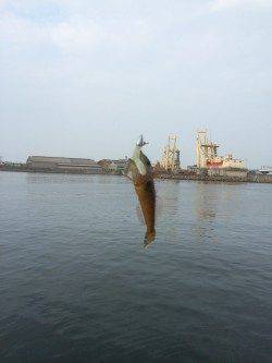 岸和田周辺釣行〜ライトワインドでハゼ爆釣