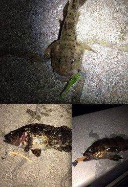 神戸港近辺にキビレ狙い釣行〜2lbラインで良型と格闘！