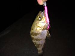 江井ヶ島にてメバリング トゥイッチを入れる…