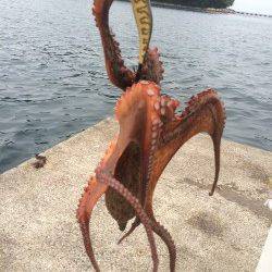 伊根をランガンしてエギング〜タコ550gの釣果