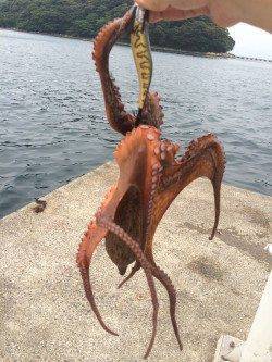 伊根をランガンしてエギング〜タコ550gの釣果