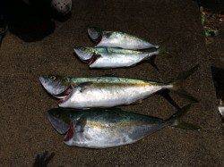 竹野のカゴ釣りでヒラマサ&ツバス〜沖向きにイイ潮流れてました♪