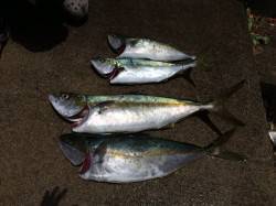 竹野のカゴ釣りでヒラマサ&ツバス〜…