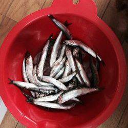 田ノ浦漁港 サビキでイワシが大漁！！