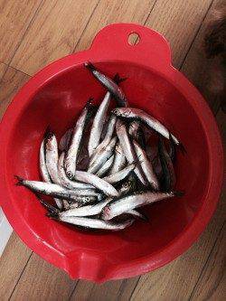 田ノ浦漁港 サビキでイワシが大漁！！