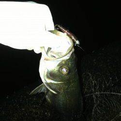 大阪南港周辺キビレタックルでキビレ〜44cm4枚&シーバス