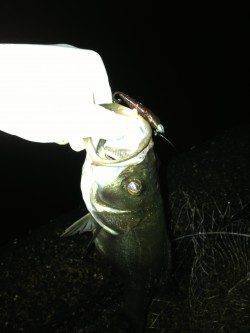 大阪南港周辺キビレタックルでキビレ〜44cm4枚&シーバス