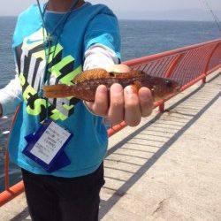 平磯海づり公園でチャリコとアイナメ、マダイはまさかのバラシ・・・