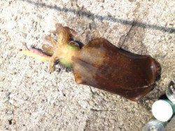 雑賀崎　朝のエギングでアオリイカ☆