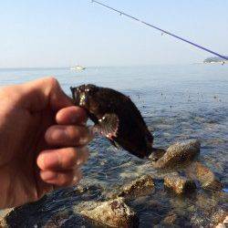 谷川漁港　日中の穴釣り感覚のメバリングでムラソイ