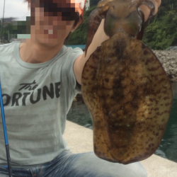 活性バリ高で真っ黒のアオリちゃん捕獲完了♪