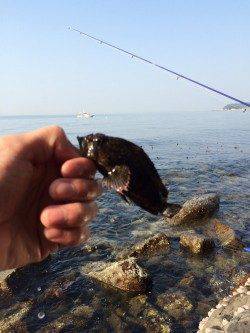 谷川漁港　日中の穴釣り感覚のメバリングでムラソイ