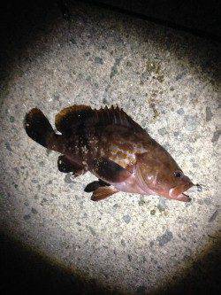 アコウ狙いで忠岡ホクシン前テトラへ〜なかなかの重量感！