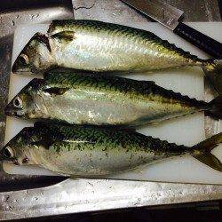 武庫川一文字に大サバ狙い〜30分間でたて続けに4本釣れました