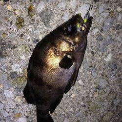 舞子でメバリング〜梅雨メバルこれからですよー♪