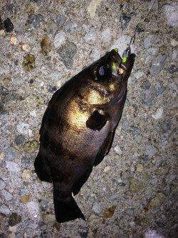 舞子でメバリング〜梅雨メバルこれからですよー♪