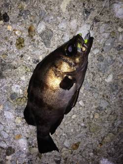 舞子でメバリング〜梅雨メバルこれからですよ…