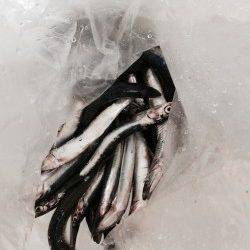 田ノ浦漁港 サビキでイワシが大漁！！