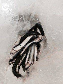 田ノ浦漁港 サビキでイワシが大漁！！