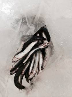 田ノ浦漁港 サビキでイワシが大漁！！