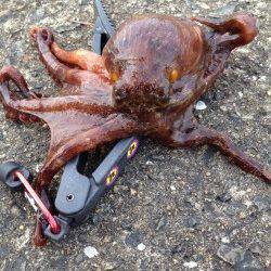 大阪南港魚つり園でサビキ釣り&タコ釣り