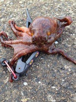 大阪南港魚つり園でサビキ釣り&タコ釣り