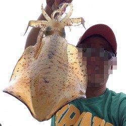 海南エリアでエギング〜大型の目撃情報をもとに急遽エントリー