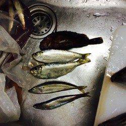 武庫川一文字に大サバ狙い〜30分間でたて続けに4本釣れました