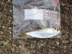 大阪南港魚つり園でサビキ釣り&タコ釣り