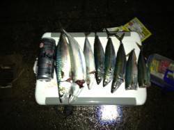 キビナゴの引き釣りでアジュール舞子の大サバ…