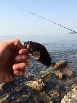 谷川漁港　日中の穴釣り感覚のメバリングでム…