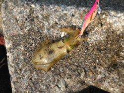 雑賀崎　朝のエギングでアオリイカ☆