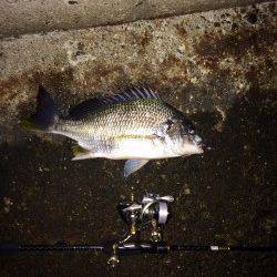 神戸港近辺にキビレ狙い釣行〜2lbラインで良型と格闘！