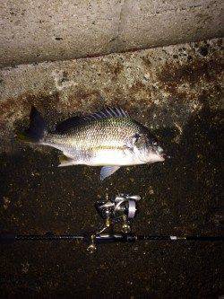 神戸港近辺にキビレ狙い釣行〜2lbラインで良型と格闘！