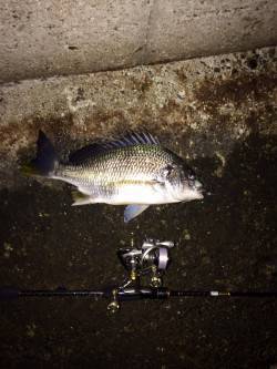 神戸港近辺にキビレ狙い釣行〜2lbラインで…