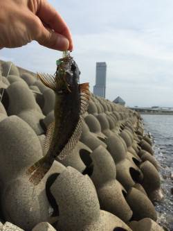 りんくうでライトワインドの練習　ハゼが釣れ…