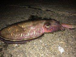 飾磨～広畑　CAST RATTLEのエギングにコウイカ☆