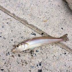 江尻　近投でもキスのアタリ☆