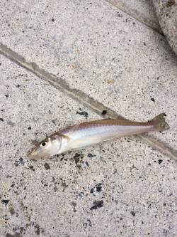 江尻　近投でもキスのアタリ☆