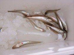 由良川河口　投げのキス釣りは朝7時頃に時合い