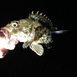 アジ狙いでしたが…夜の淡輪漁港でルアーゲーム