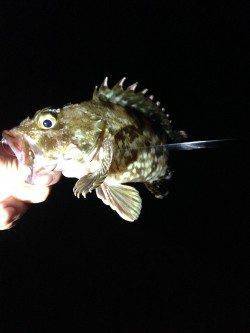 アジ狙いでしたが…夜の淡輪漁港でルアーゲーム