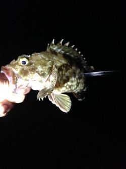 アジ狙いでしたが...夜の淡輪漁港でルアー…