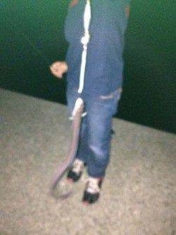 林崎漁港　イカの切り身でアナゴ狙い