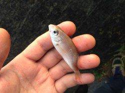 樽井漁港、夕方投げ釣り勝負!夕暮れ前にキスの時合